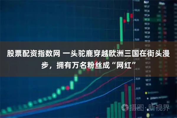 股票配资指数网 一头驼鹿穿越欧洲三国在街头漫步，拥有万名粉丝成“网红”